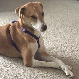 Meet your Posher, Robert